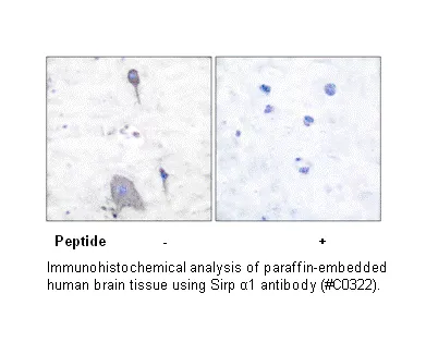 Sirp α1 Antibody - image 1
