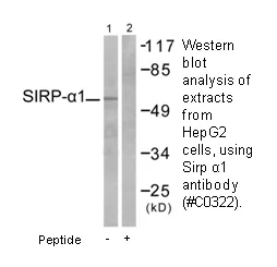 Sirp α1 Antibody - image 2