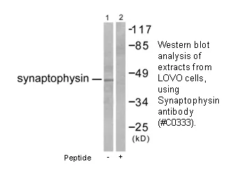 Synaptophysin Antibody - image 2