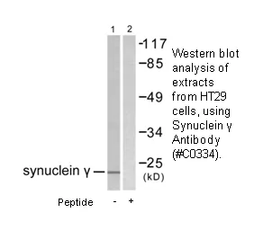 Synuclein γ Antibody - image 2