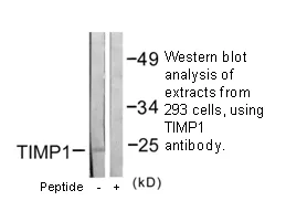 TIMP1 Antibody - image 1