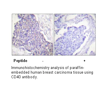 CD40 Antibody - image 1