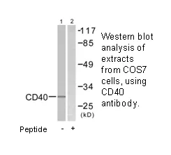 CD40 Antibody - image 2