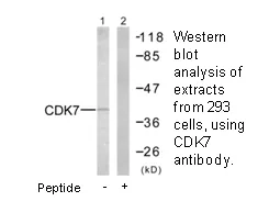 CDK7 Antibody - image 2