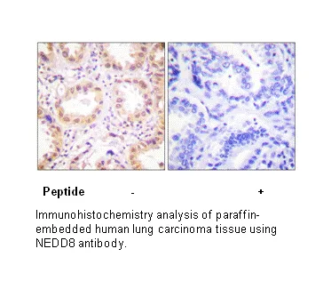 NEDD8 Antibody - image 1