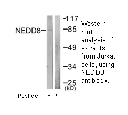 NEDD8 Antibody - image 2
