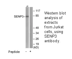 SENP3 Antibody - image 1