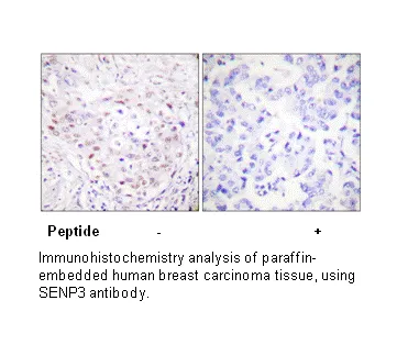 SENP3 Antibody - image 2