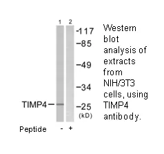 TIMP4 Antibody - image 1