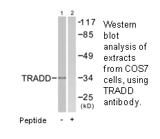 TRADD Antibody - image 2