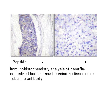Tubulin α Antibody - image 2