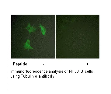 Tubulin α Antibody - image 3
