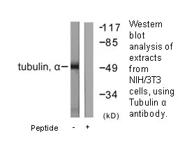 Tubulin α Antibody - image 1