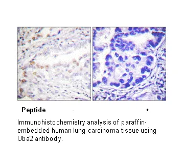 Uba2 Antibody - image 1