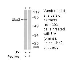 Uba2 Antibody - image 2