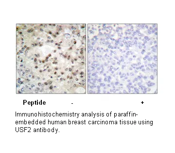 USF2 Antibody - image 1