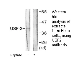 USF2 Antibody - image 2