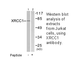 XRCC1 Antibody - image 2