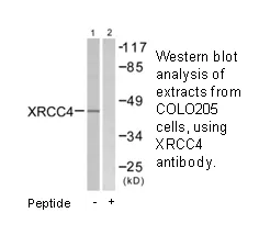 XRCC4 Antibody - image 1