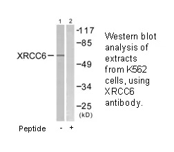 XRCC6 Antibody - image 2