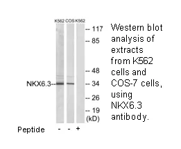 NKX6.3 Antibody - image 2