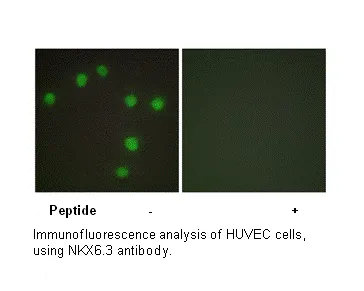 NKX6.3 Antibody - image 1