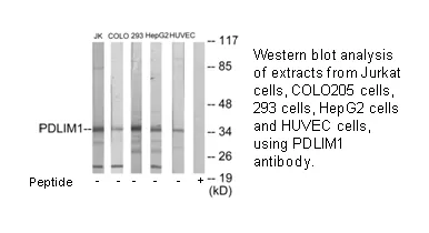 PDLIM1 Antibody - image 2