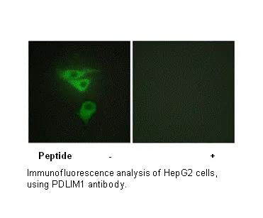 PDLIM1 Antibody - image 1