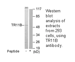 TR11B Antibody - image 1
