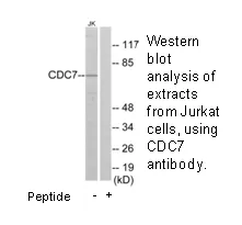 CDC7 Antibody - image 1