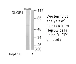 DLGP1 Antibody - image 2