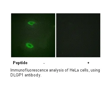 DLGP1 Antibody - image 1