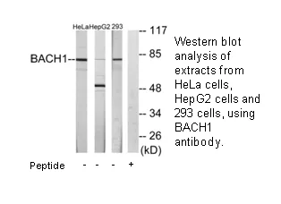 BACH1 Antibody - image 2