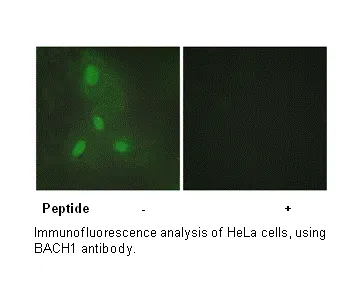 BACH1 Antibody - image 1