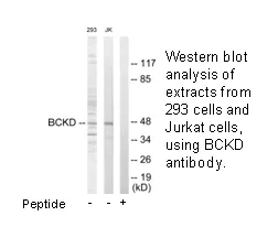BCKD Antibody - image 2