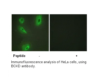 BCKD Antibody - image 1