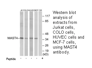 MAST4 Antibody - image 3