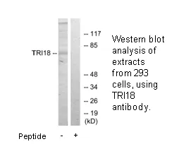 TRI18 Antibody - image 3