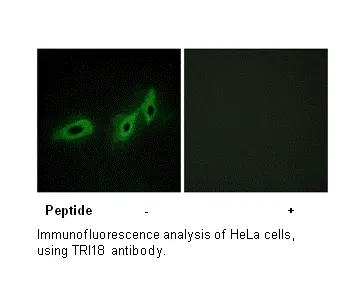TRI18 Antibody - image 1