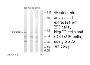 GSC2 Antibody - image 1