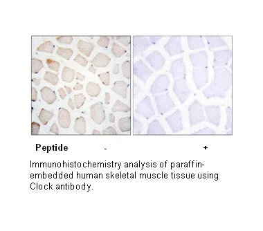 Clock Antibody - image 2
