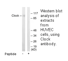 Clock Antibody - image 1