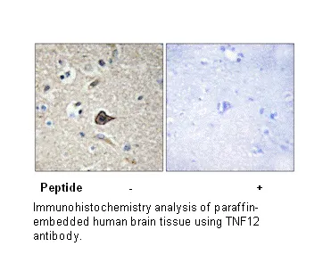 TNF12 Antibody - image 2