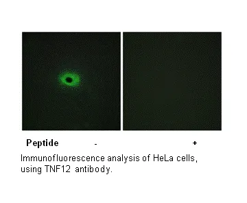 TNF12 Antibody - image 3