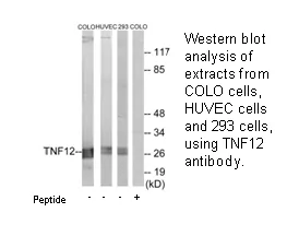 TNF12 Antibody - image 1