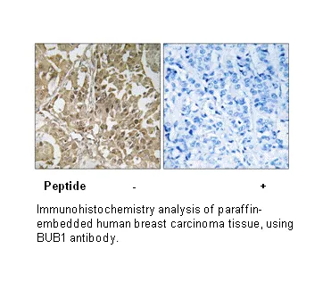 BUB1 Antibody - image 1