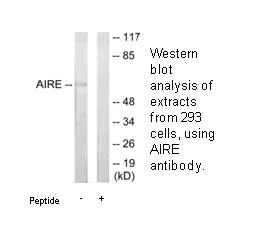 AIRE Antibody - image 2
