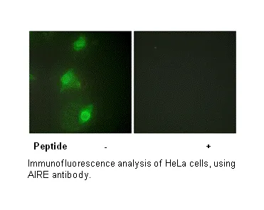 AIRE Antibody - image 1