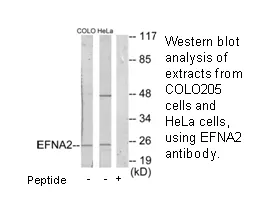 EFNA2 Antibody - image 1