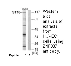 ZNF387 Antibody - image 1